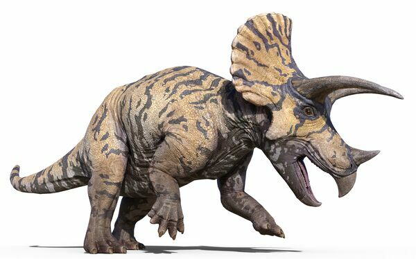 An artist's rendering of Triceratops.